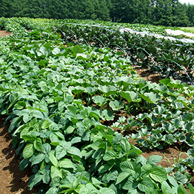 NEW 「ニセコ地下天然水栽培の極上野菜パック」 送料込み2000円!の画像